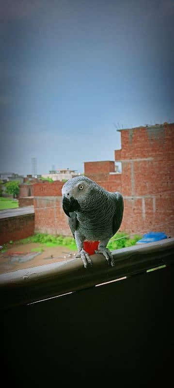 African Gray Parrot 4