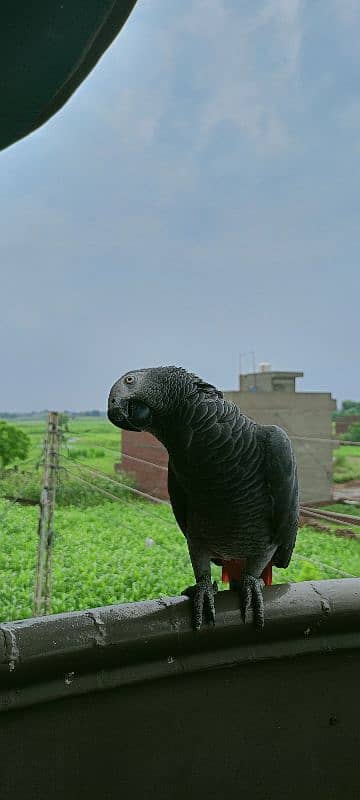 African Gray Parrot 5