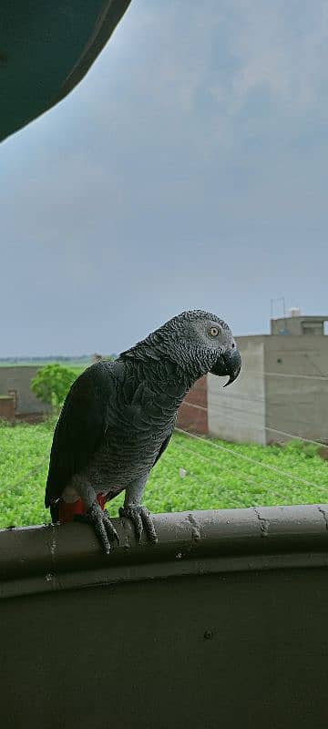 African Gray Parrot 6