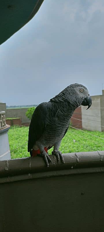 African Gray Parrot 7