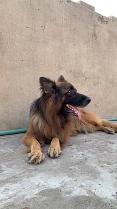 German shepherd male for stud