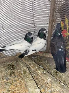 Pigeon Pair