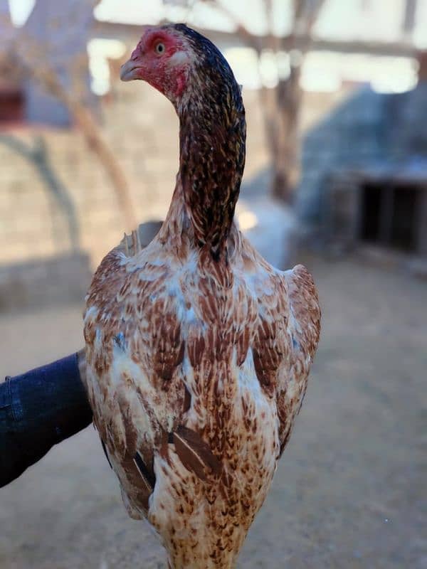 aseel 3 high quality Female for sale 1