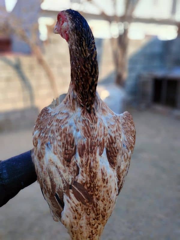 aseel 3 high quality Female for sale 3