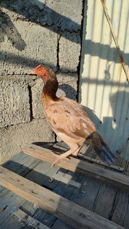 aseel 3 high quality Female for sale 10