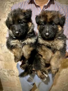 long Coat German shepherd puppies