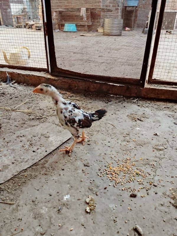 cock hens aseel mianwali pair age 2.5 month for sell price 3000 1