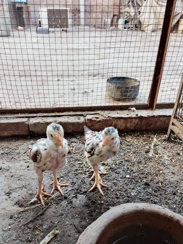 cock hens aseel mianwali pair age 2.5 month for sell price 3000 2