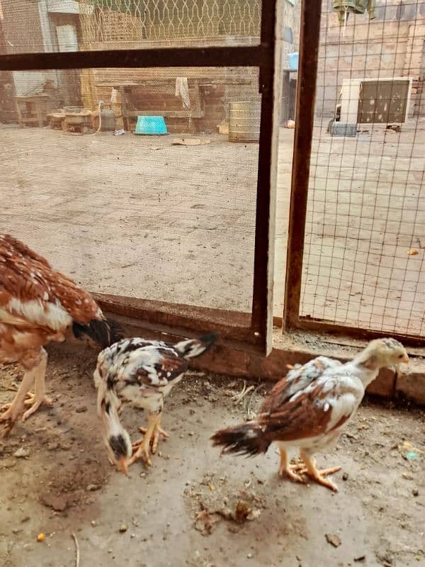 cock hens aseel mianwali pair age 2.5 month for sell price 3000 3