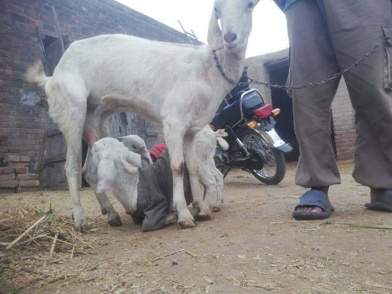 goats for sale 7