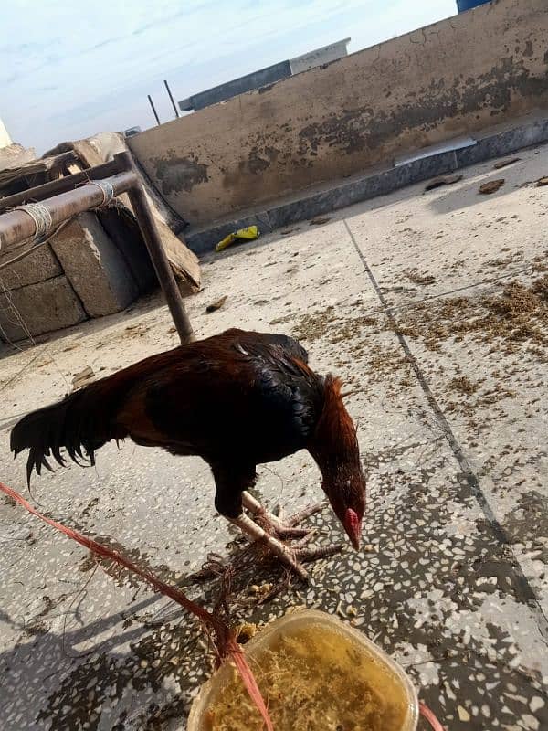 Aseel mianwali Cock 1