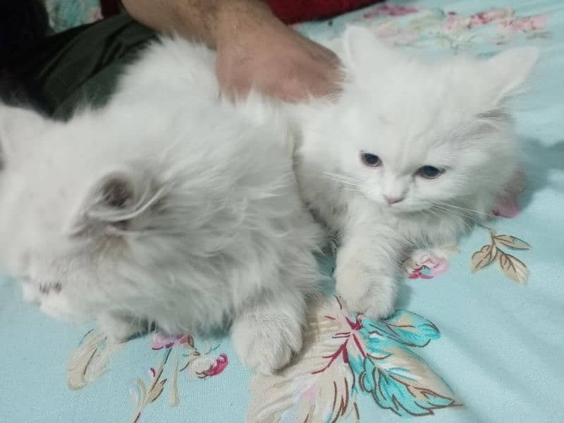 Persian cats 5