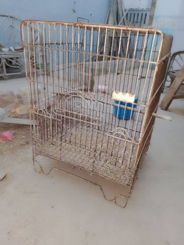 Grey parrot Master cage 1