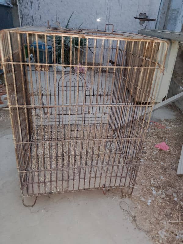 Grey parrot Master cage 2