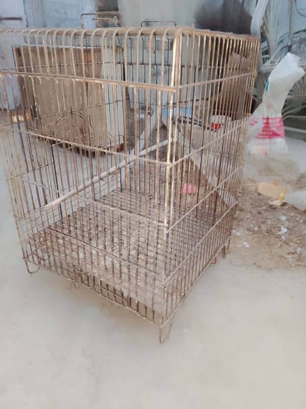 Grey parrot Master cage 3