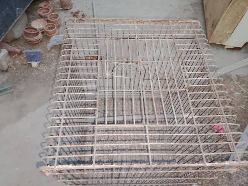 Grey parrot Master cage 4