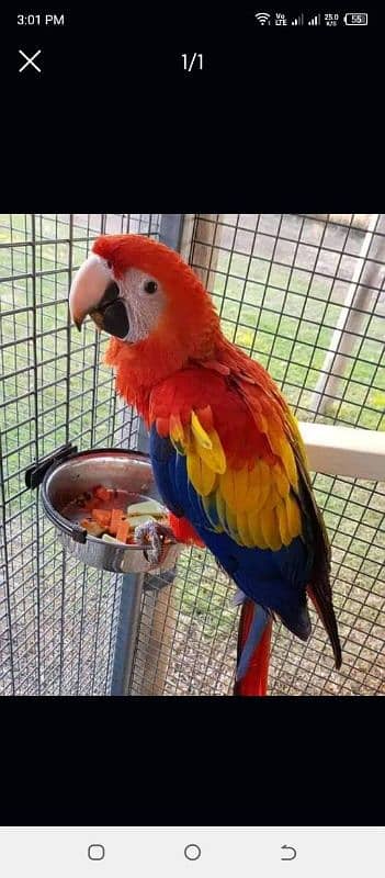 blue Macaw parrot chicks for sale03319974101 3