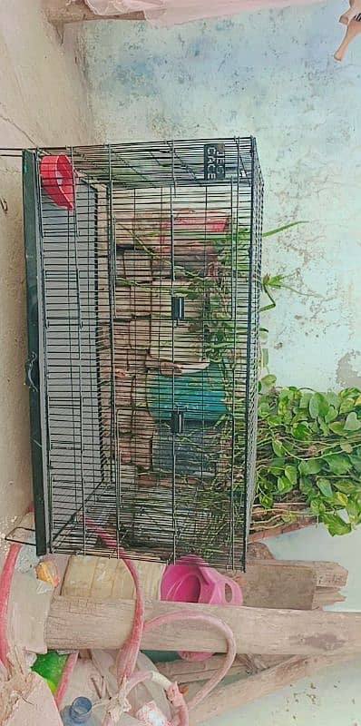 bird cage 0