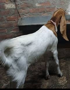 bakri