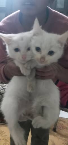 1 male hn 1 female 3 month age hn only call