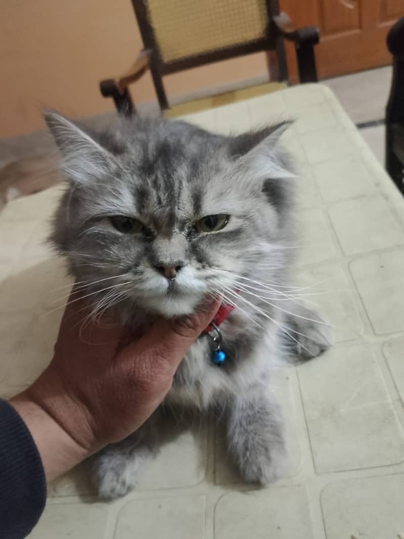 Persian Cat 0