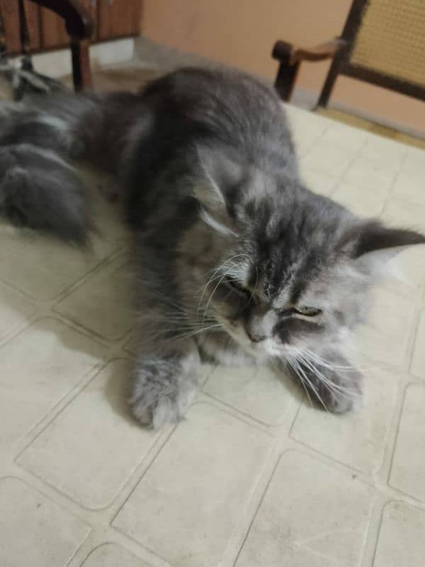 Persian Cat 4