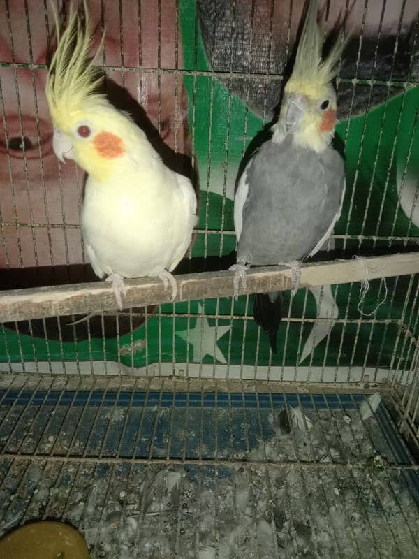 cocktail pair for sale 0