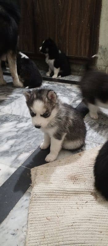 Husky breed pear with blue eyes 1