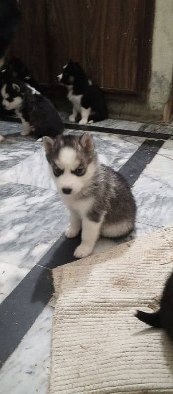 Husky breed pear with blue eyes 2