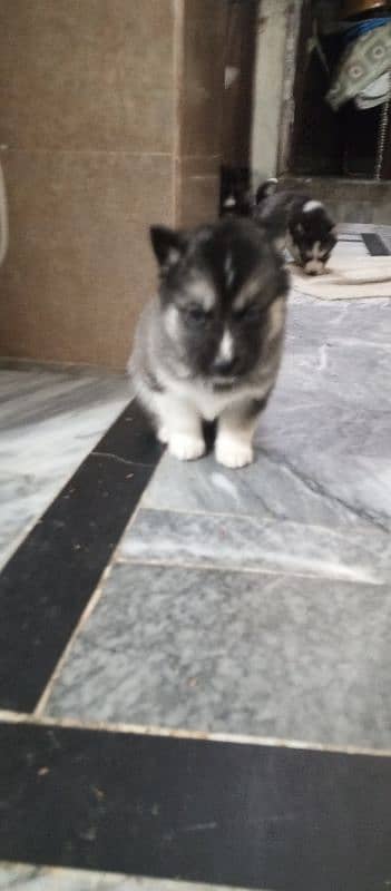 Husky breed pear with blue eyes 3