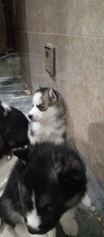 Husky breed pear with blue eyes 5