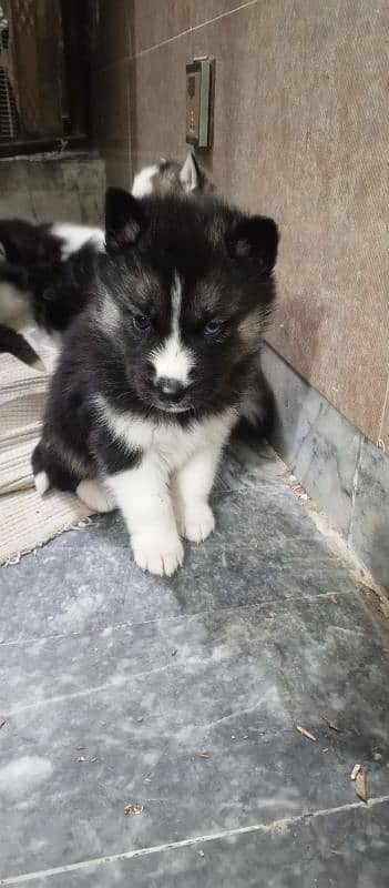 Husky breed pear with blue eyes 6