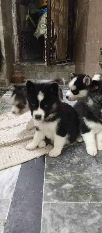 Husky breed pear with blue eyes 7