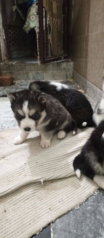 Husky breed pear with blue eyes 8