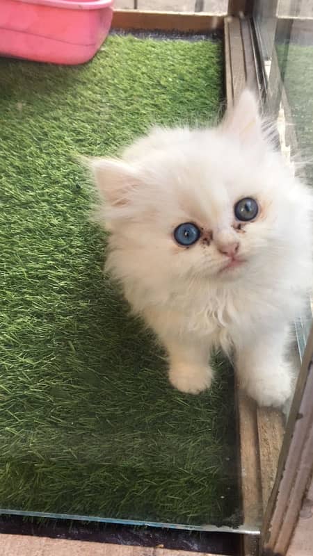 Persian Kitten/cat/White/blue eyes/ triple coated/Male female 0