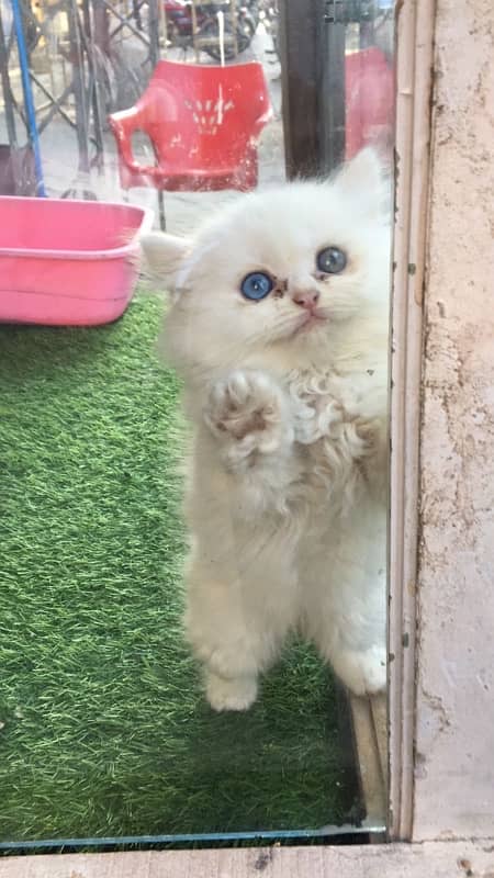 Persian Kitten/cat/White/blue eyes/ triple coated/Male female 1