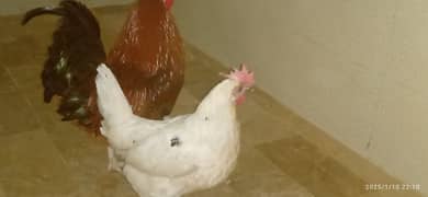 desi  hens pair for sale