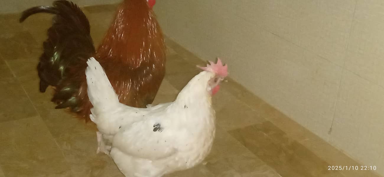 desi  hens pair for sale 0