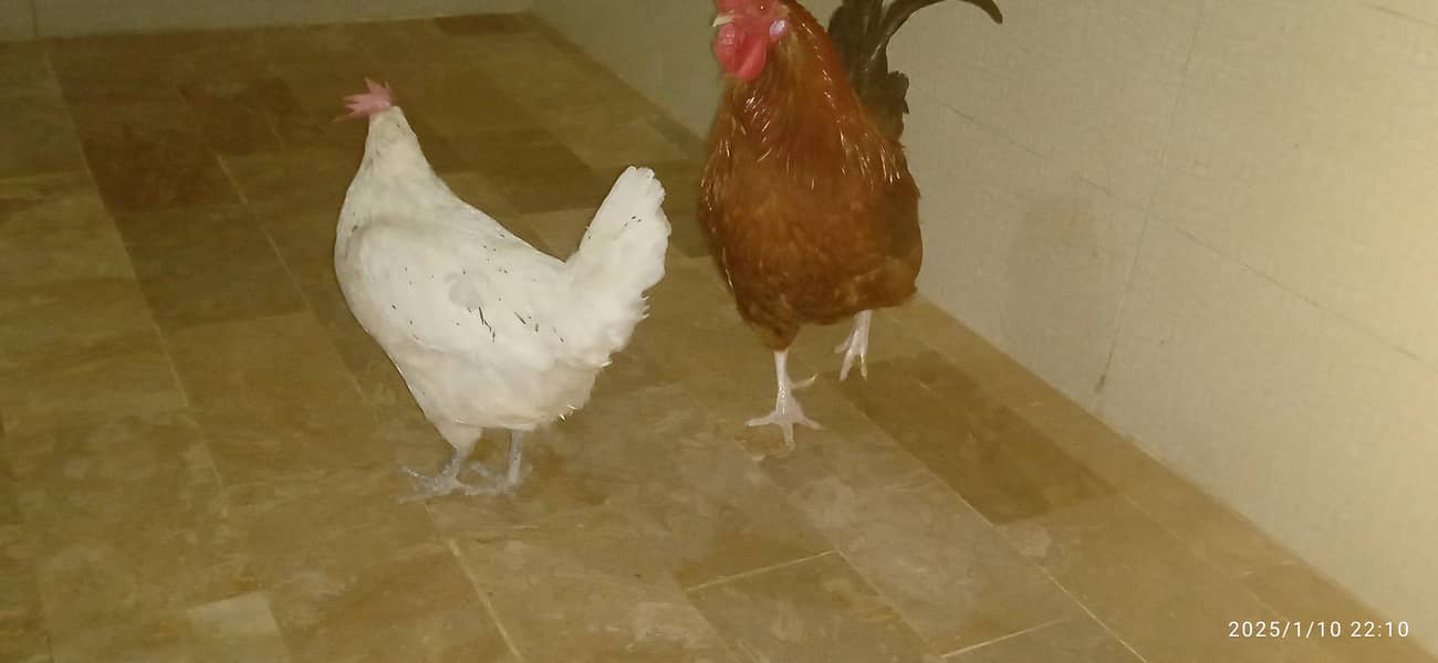 desi  hens pair for sale 1