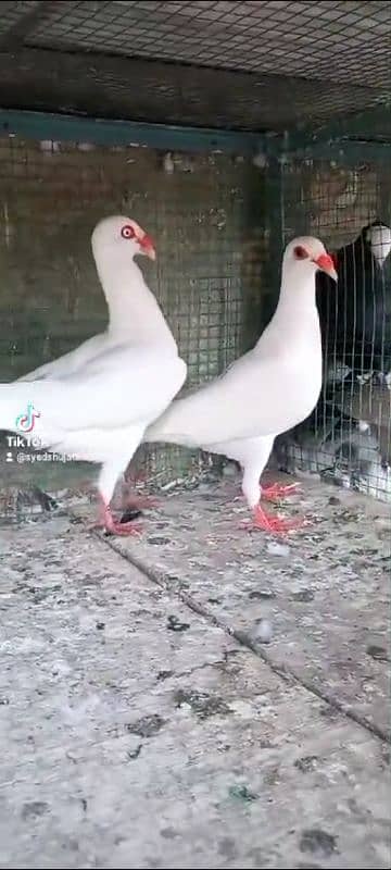 danish siddle muki pairs pigeons Available 0