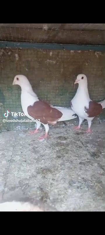 danish siddle muki pairs pigeons Available 2