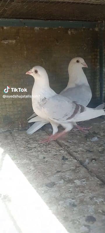 danish siddle muki pairs pigeons Available 4