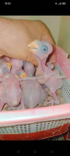 phahri chicks 03156376925