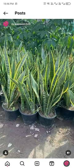 snake plant