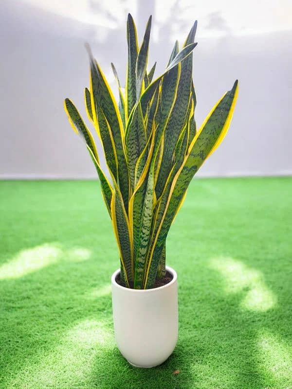 snake plant 1