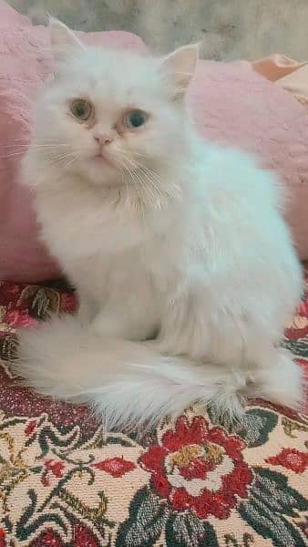 Persian male female 4