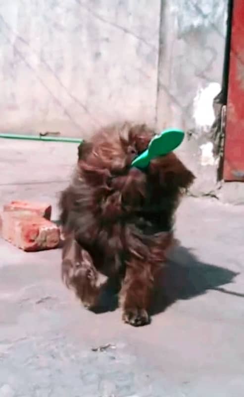 shetizo female family dog black  bache bhi daye Chuki  h 1 bar 0