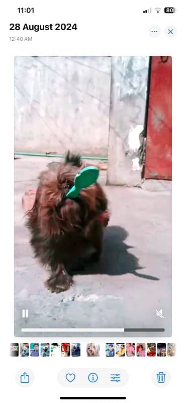 shetizo female family dog black  bache bhi daye Chuki  h 1 bar 2