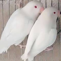 Albino Red Eyes top quality pair