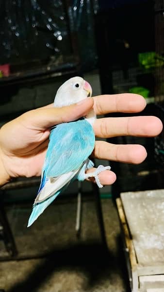 lovebirds breeder pair 0